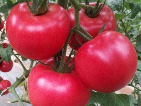 贵州毛粉番茄销售