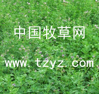 泰安苜蓿除草剂供应商推荐-紫花苜蓿牧草除草剂