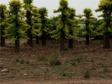 造型榆树的养护