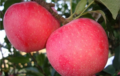 红 爱苹果苗哪家买实惠 品质优良的供应红 爱苹果苗
