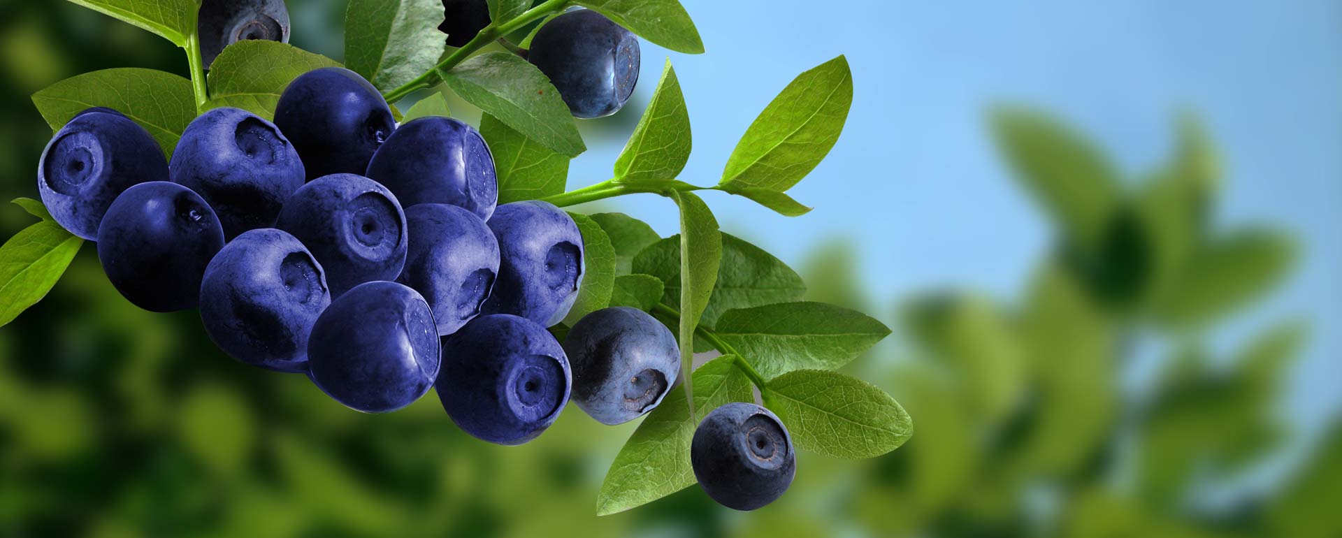 优质蓝莓苗就在祝康蓝莓种植 批发供应蓝莓苗