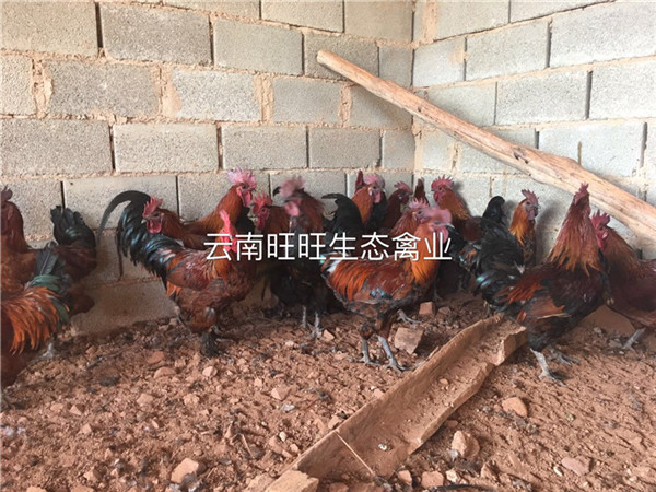 昆明纯种土鸡电话 旺旺生态禽业养殖专业供应云南鸡苗