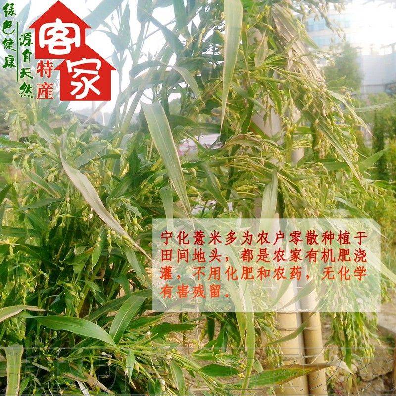 宁化薏米供货厂家 高质量的现碾香糯薏米三明供应