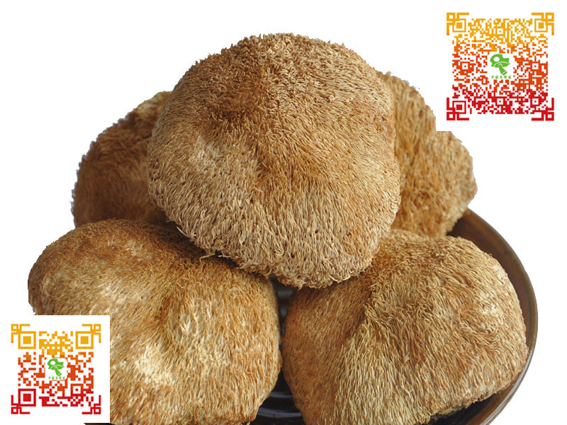 哪儿有优质的中国食用菌网猴头菇批发市场|中国食用菌网代理加盟