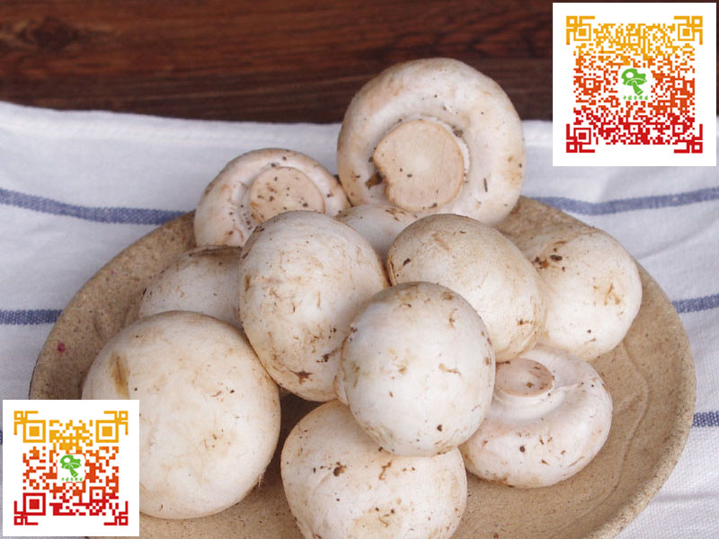 划算的中国食用菌网口菇哪里有卖 中国食用菌网价位