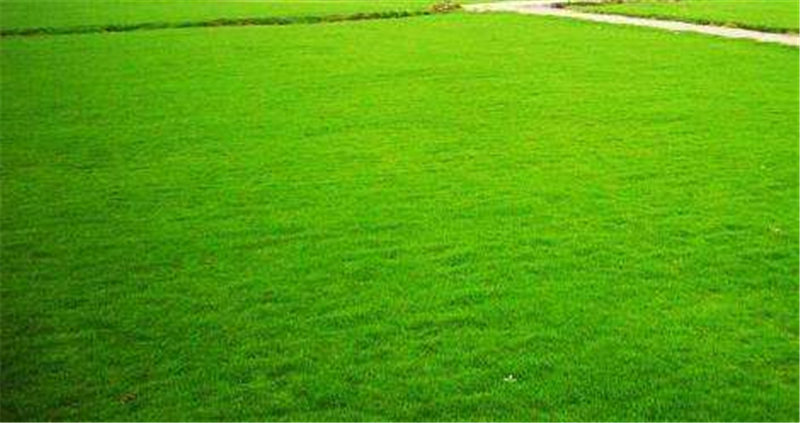 批发优质草坪 百慕大草皮 四季常青地被工程绿化 矮生百慕大