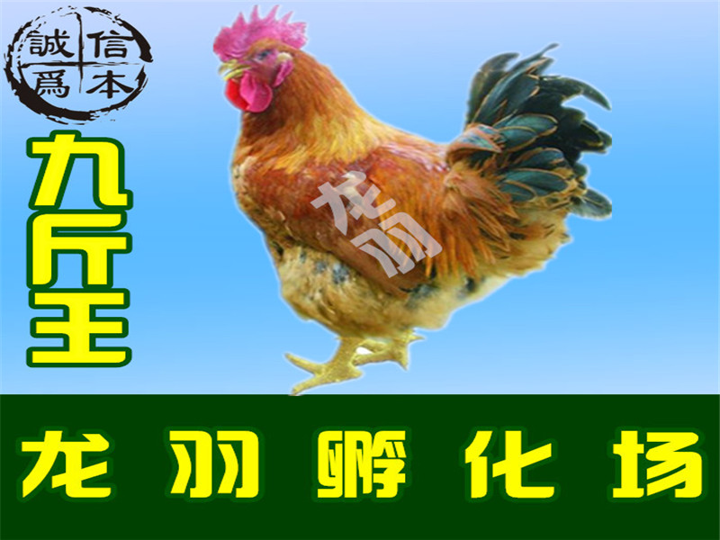 贵州土鸡苗批发，鸡苗孵化场