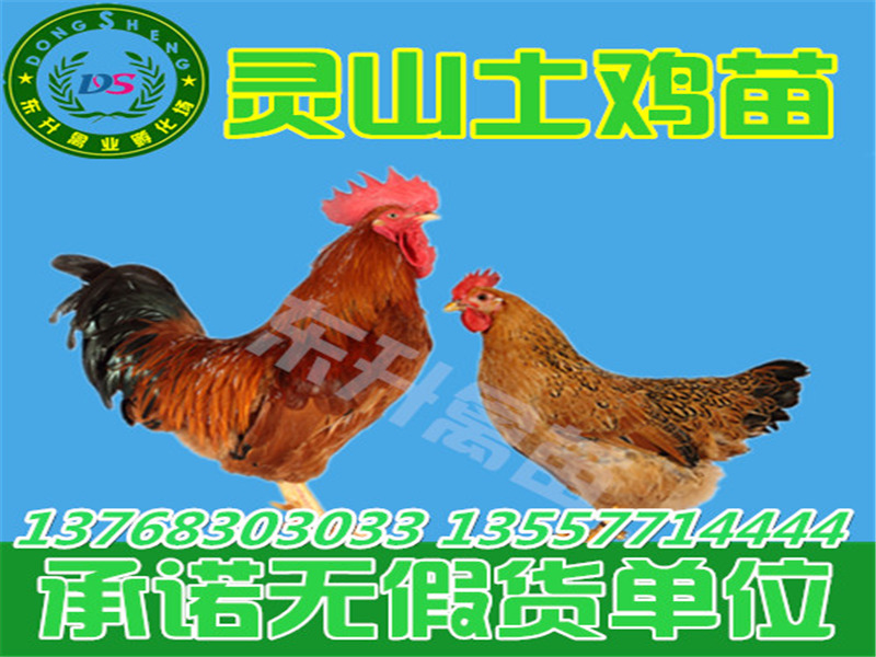 孵化场直供优质土鸡苗，贵州土鸡苗批发