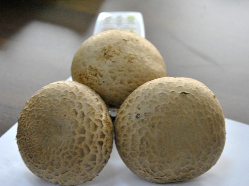 优质的褐蘑菇