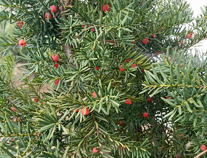 东北红豆杉苗|辽宁红豆杉苗-胜利苗圃专业种苗基地