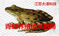 【江苏大泽农业科技有限公司】青蛙养殖技术免费推广及种苗销售