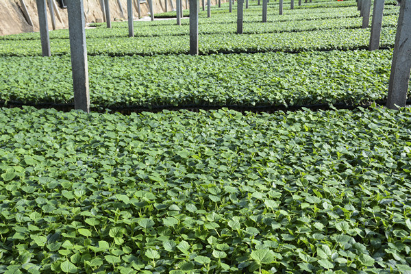 烟台抗旱黄瓜种苗哪家好