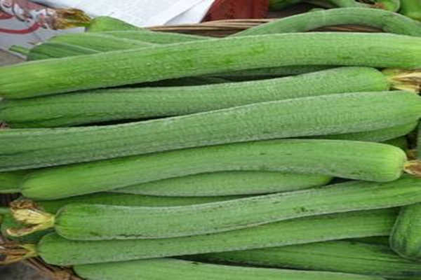 唐山耐热抗病毒丝瓜苗哪里有