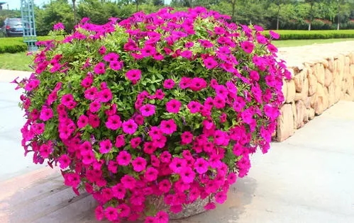 ���ϴ���ǣţ������ֲ����,����ǣţ��ֲ����