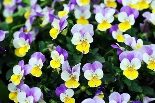 山东三色堇花苗报价