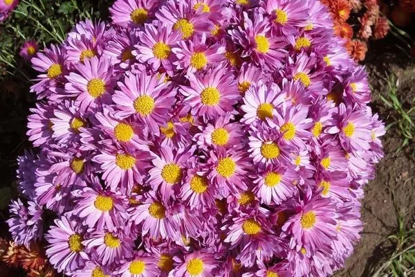 �����޸��ر�����ֲ����