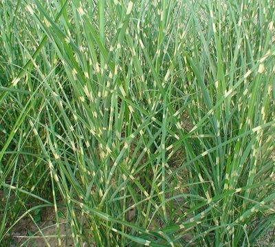 �Ĵ���Ҷâ�̻�������